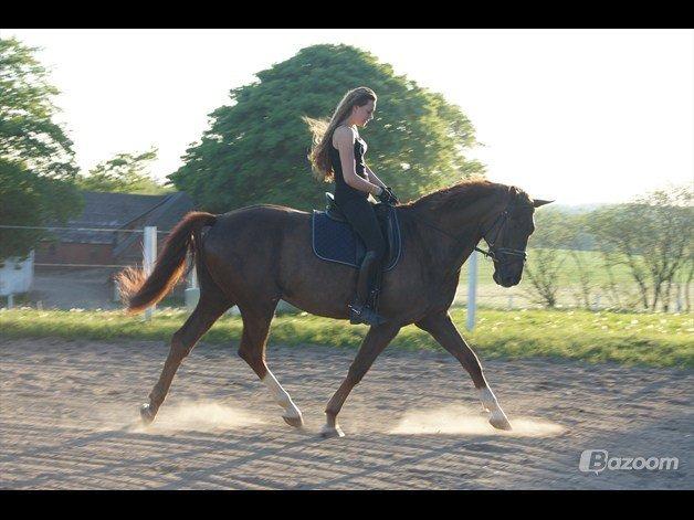 Dansk Varmblod Bellami billede 2