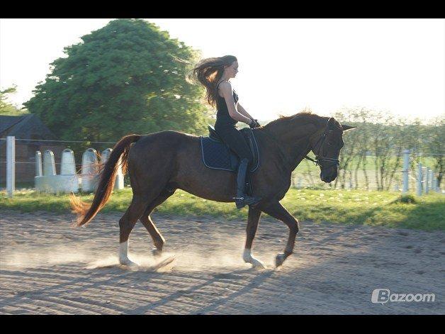 Dansk Varmblod Bellami billede 3