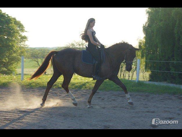 Dansk Varmblod Bellami billede 4