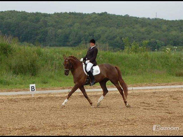 Dansk Varmblod Bellami billede 5