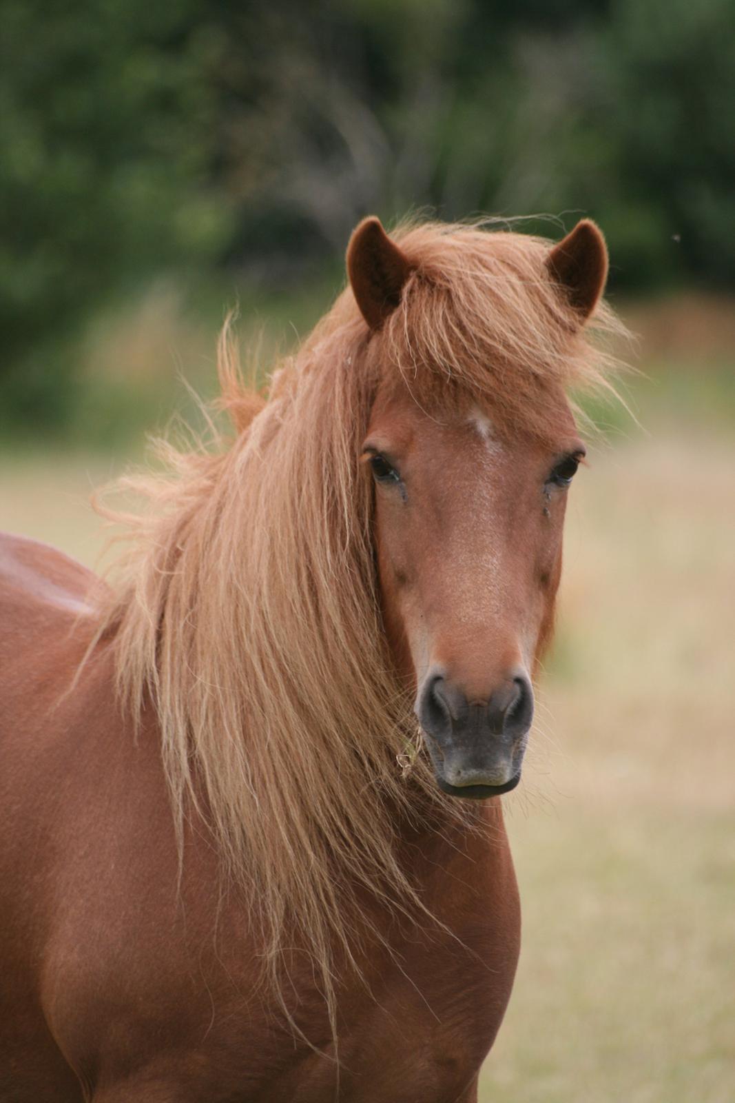 Islænder Litfara fra Belle billede 1