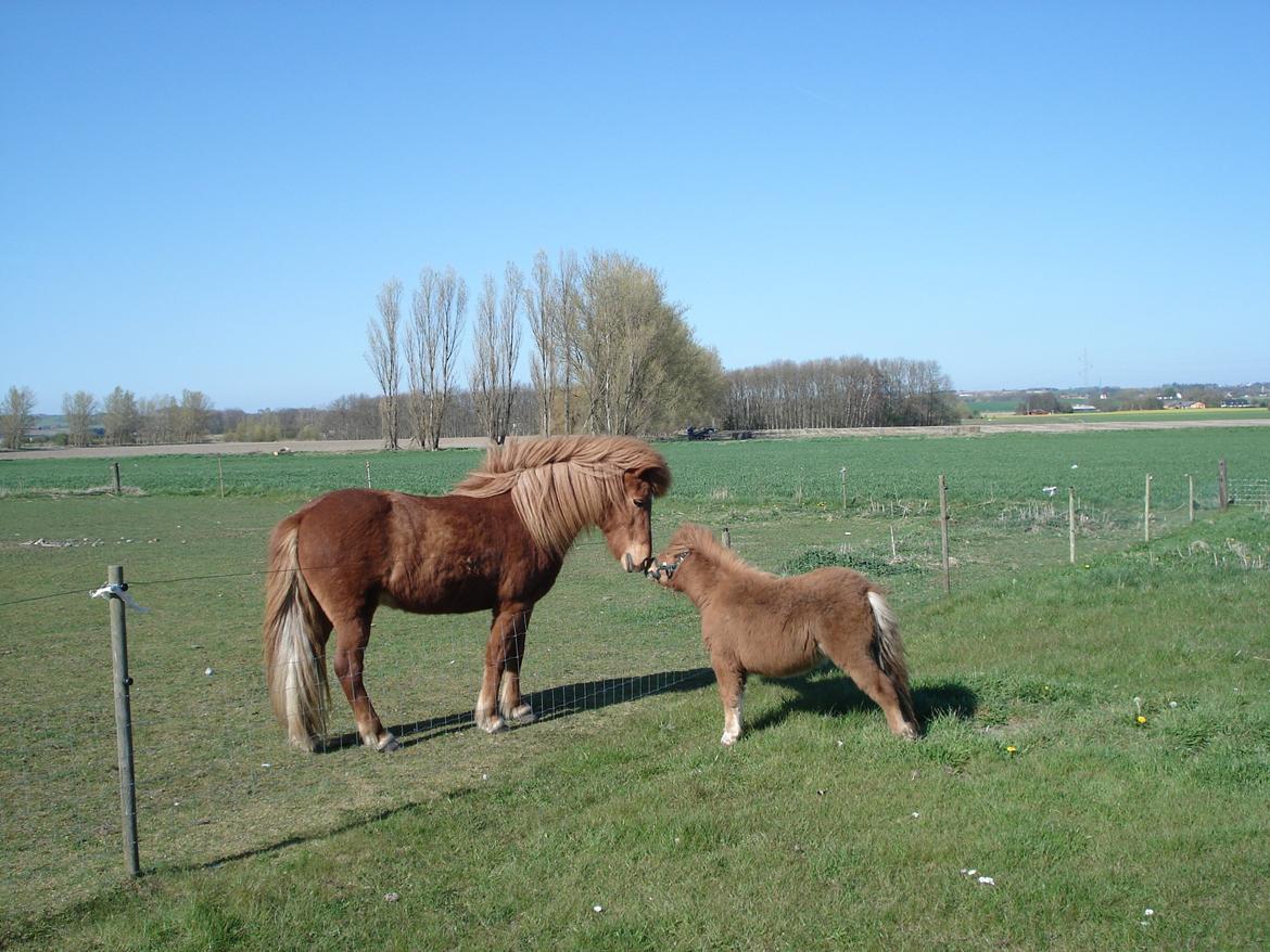 Islænder Litfara fra Belle billede 2