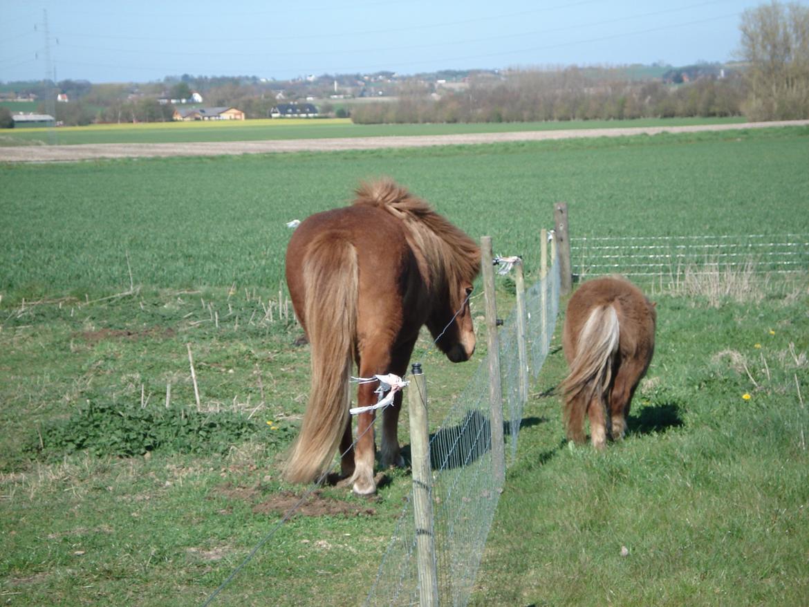 Islænder Litfara fra Belle billede 3