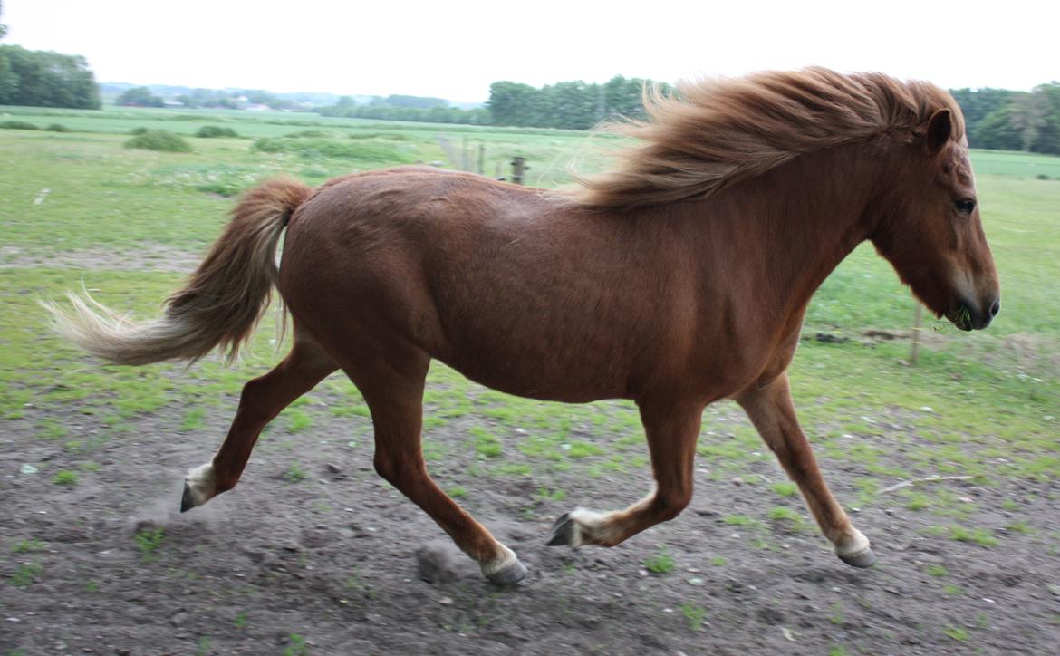 Islænder Litfara fra Belle billede 4