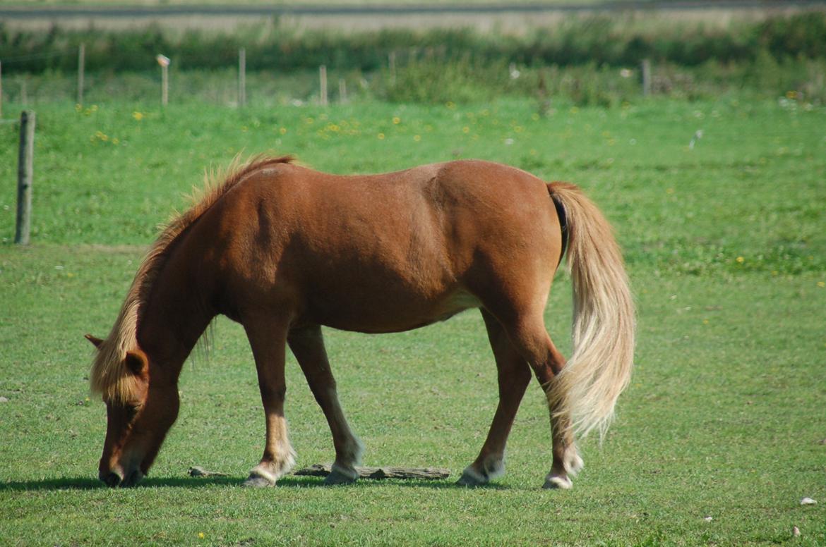 Islænder Litfara fra Belle billede 5