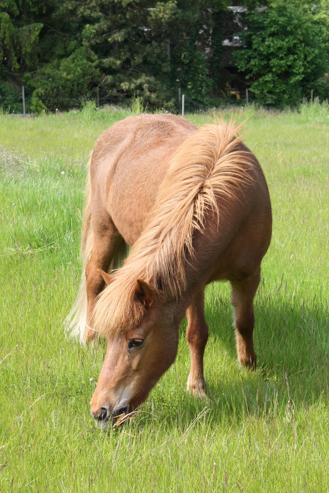 Islænder Litfara fra Belle billede 6