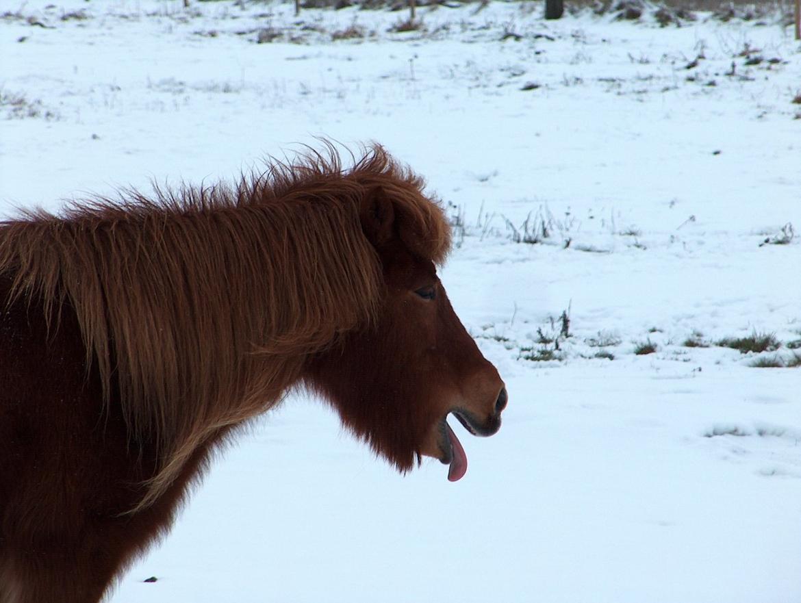 Islænder Litfara fra Belle billede 8
