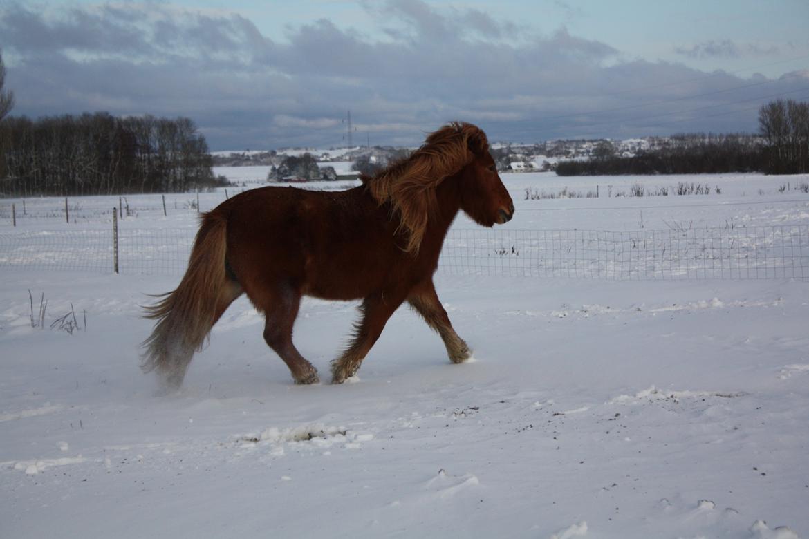 Islænder Litfara fra Belle billede 9