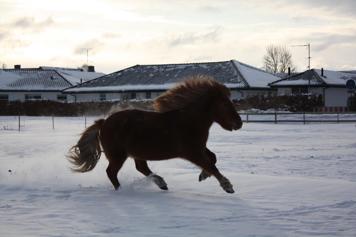 Islænder Litfara fra Belle billede 10