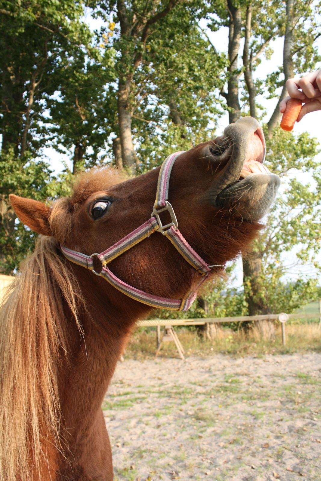 Islænder Litfara fra Belle billede 11
