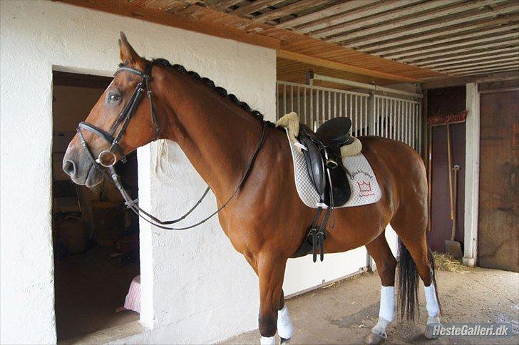 Dansk Varmblod Lé Monty billede 1