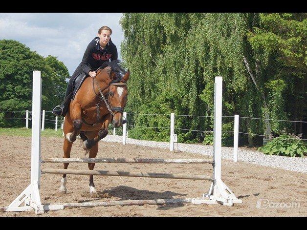 Dansk Varmblod Lé Monty billede 2