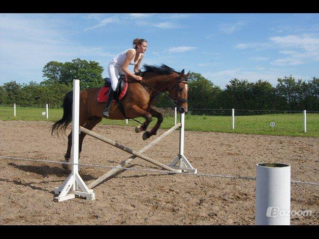 Dansk Varmblod Lé Monty billede 3