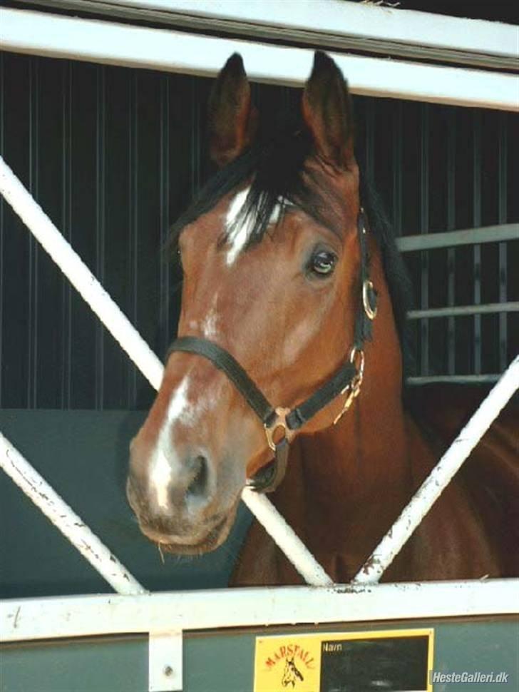 Dansk Varmblod Lé Monty billede 4