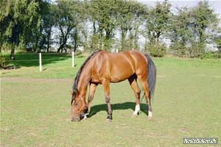 Dansk Varmblod Lé Monty billede 5