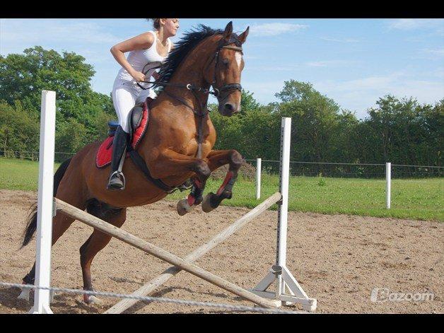 Dansk Varmblod Lé Monty - Arrgh! Det er med at holde fast nogen gange! :$ - Jeg var dælme ikke klar på sådan et hop! Hehe :D  billede 6