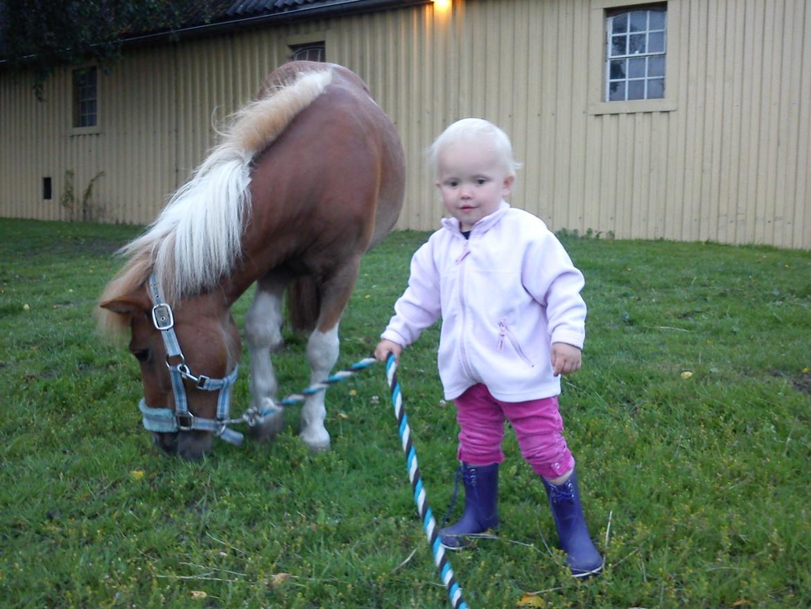 Shetlænder Bastian billede 2