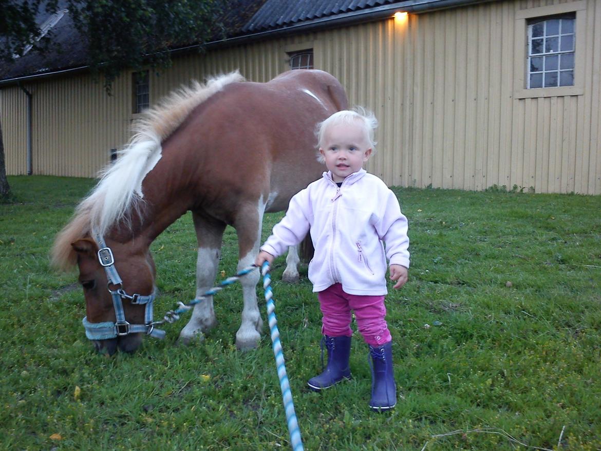 Shetlænder Bastian billede 3
