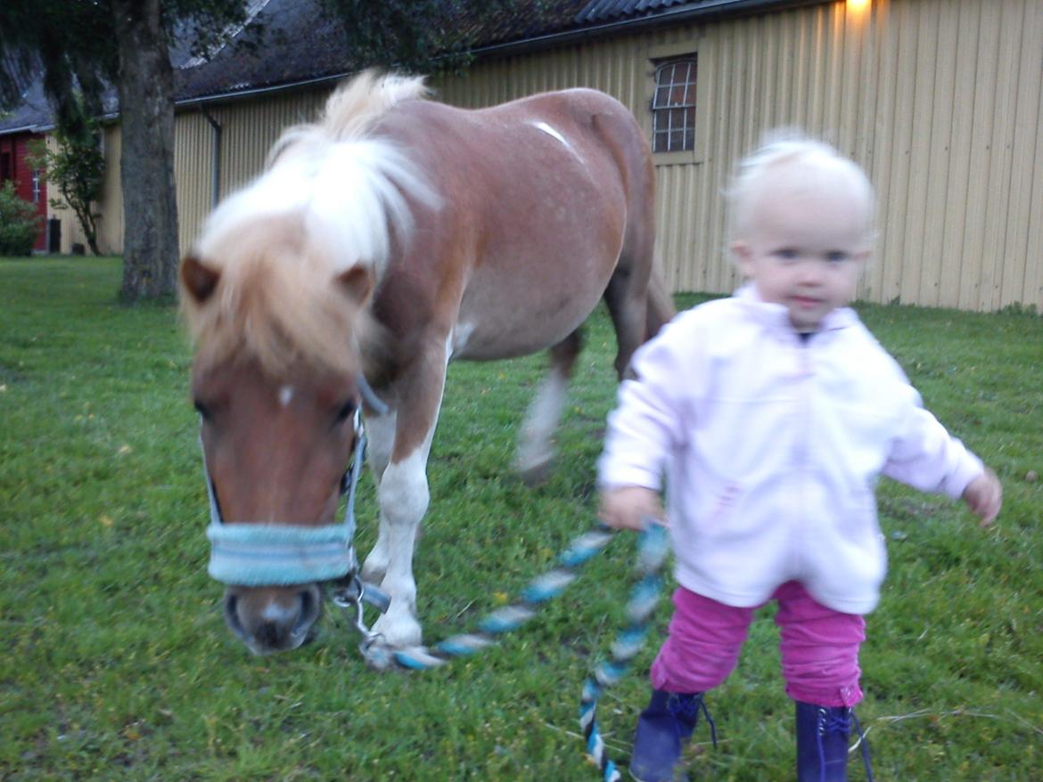 Shetlænder Bastian billede 4
