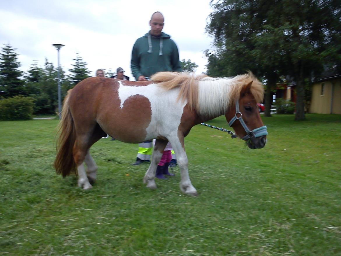 Shetlænder Bastian billede 5
