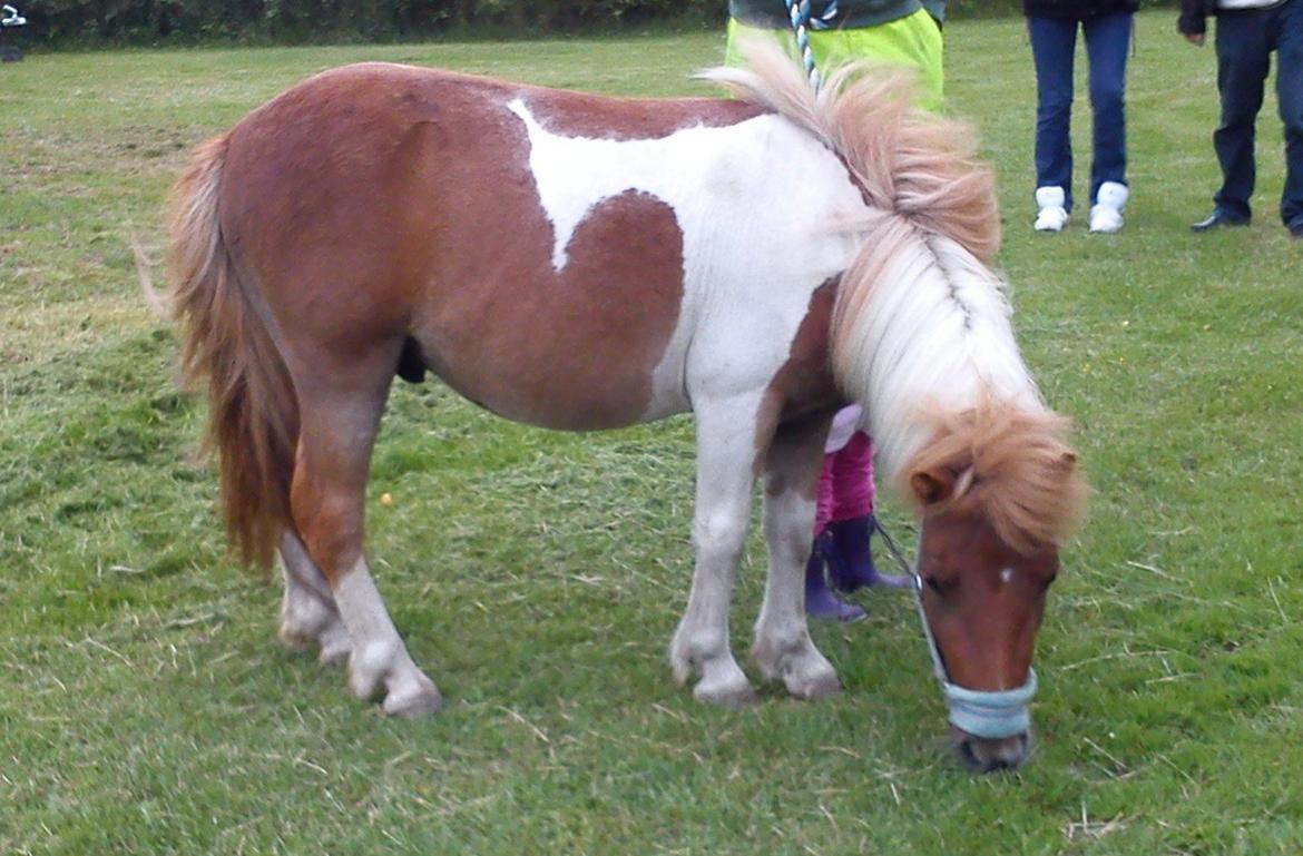 Shetlænder Bastian billede 6