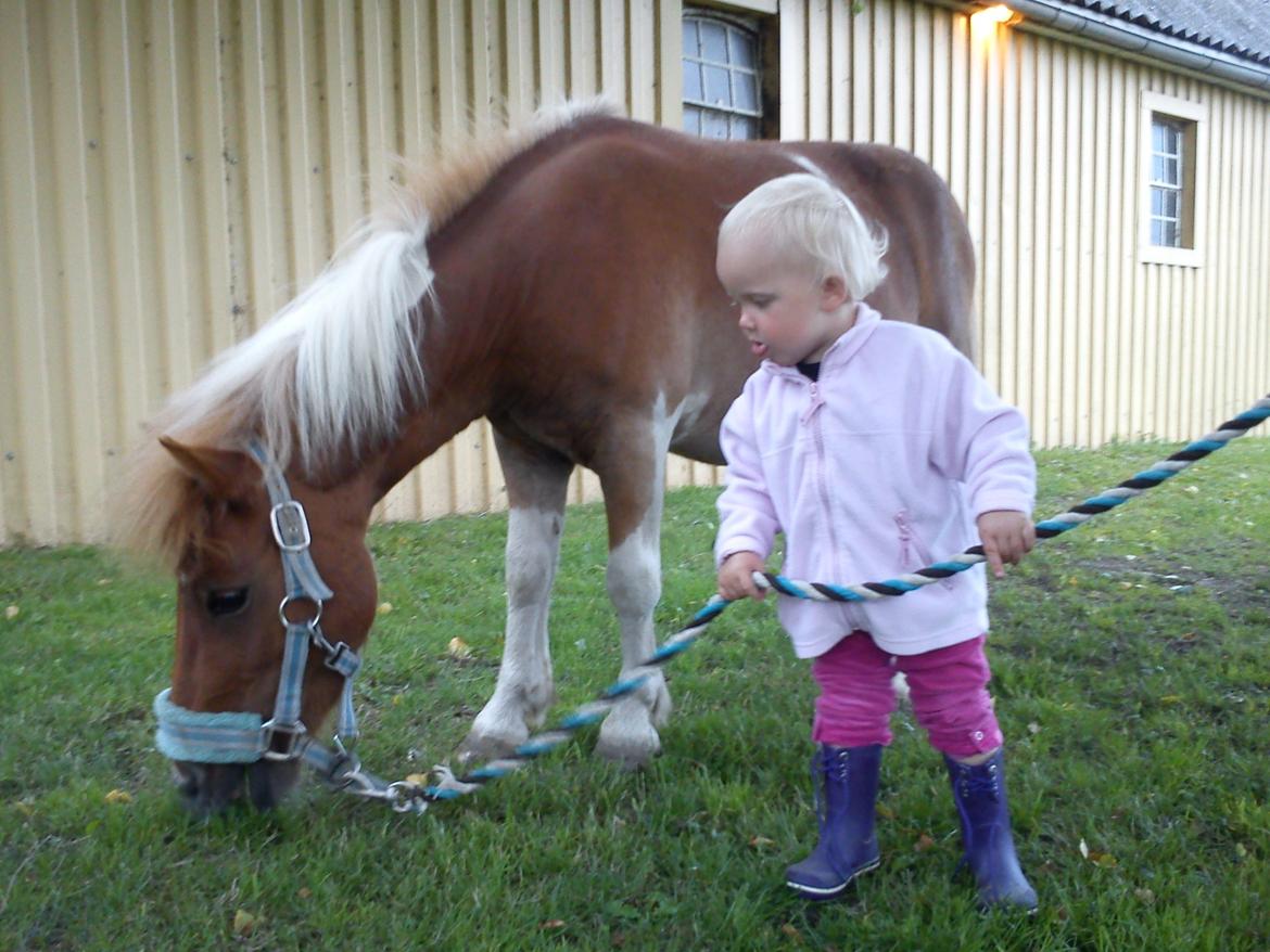 Shetlænder Bastian billede 7