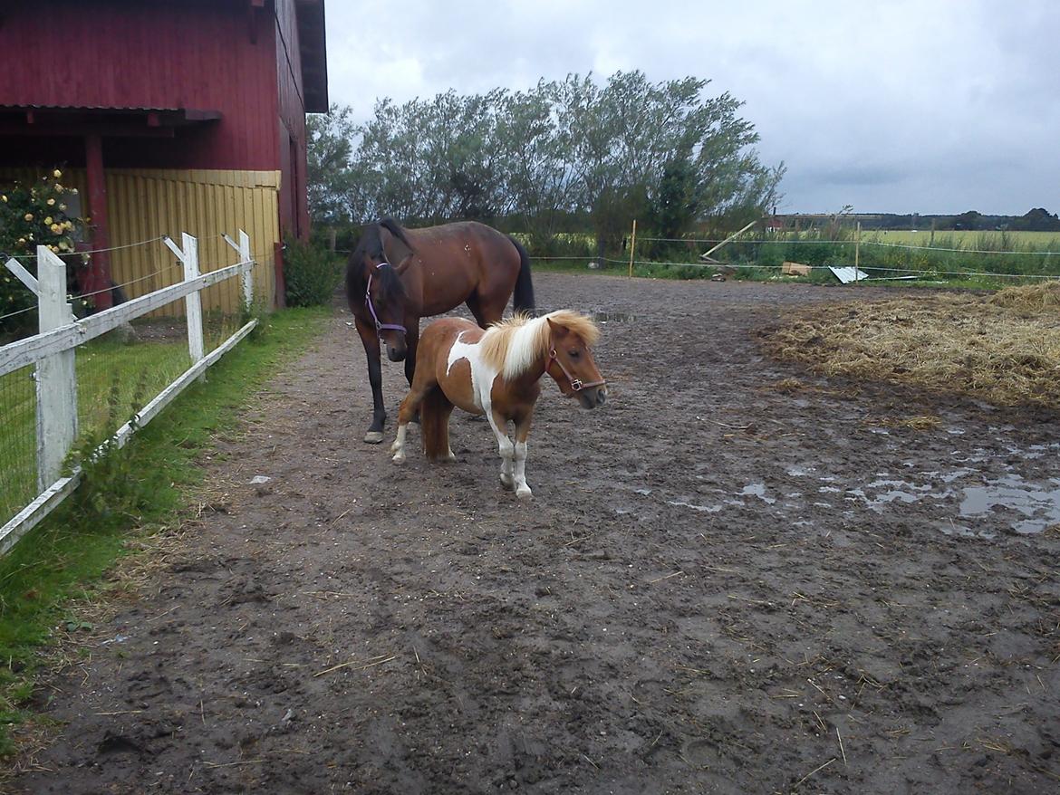 Shetlænder Bastian billede 8