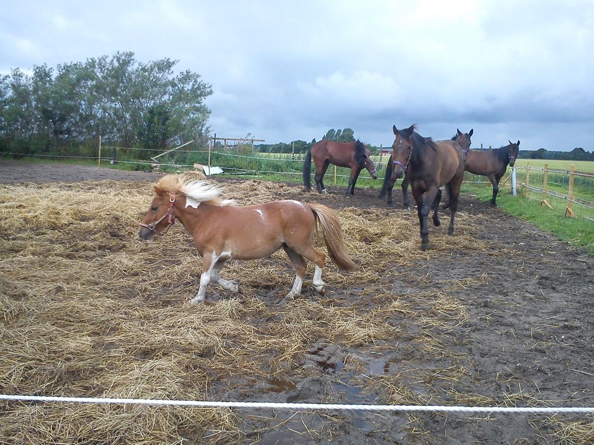 Shetlænder Bastian billede 9