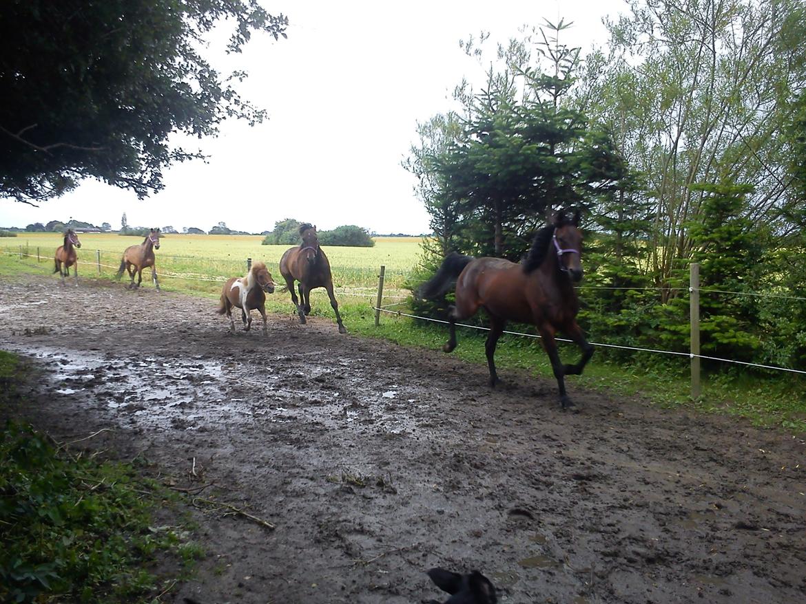 Shetlænder Bastian billede 10