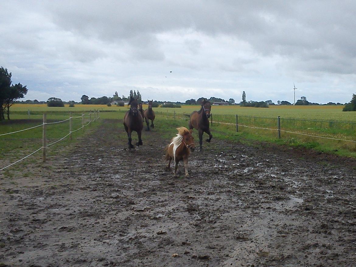 Shetlænder Bastian billede 11