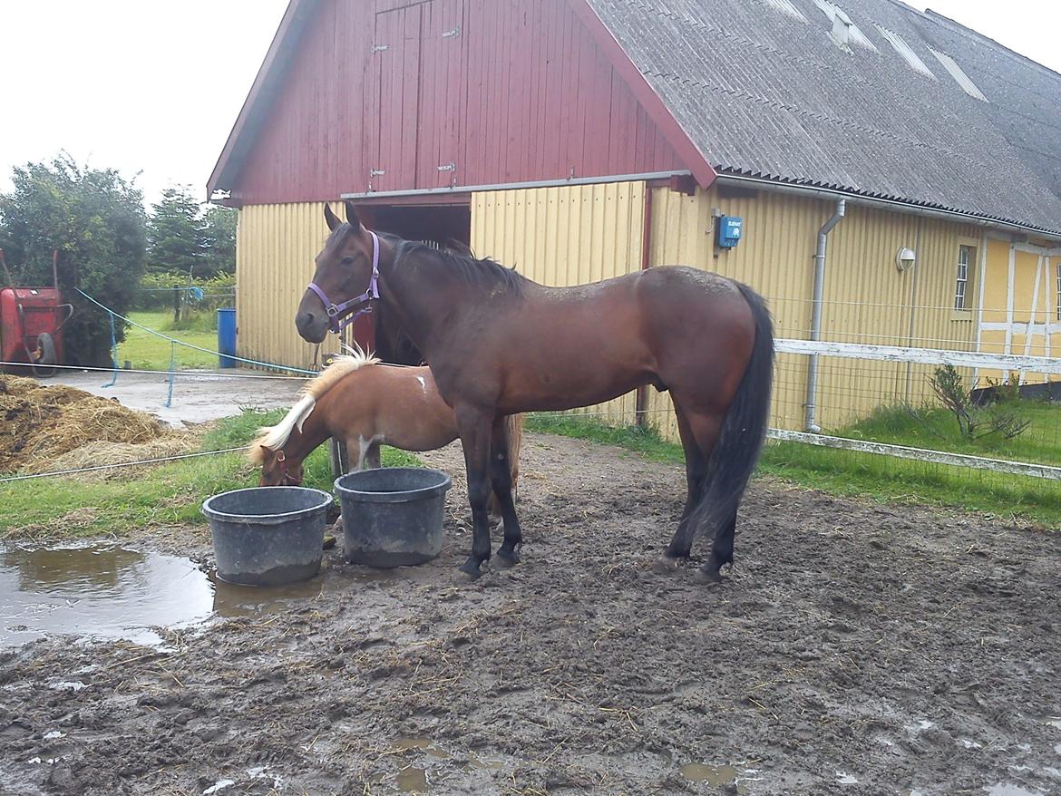 Shetlænder Bastian billede 12