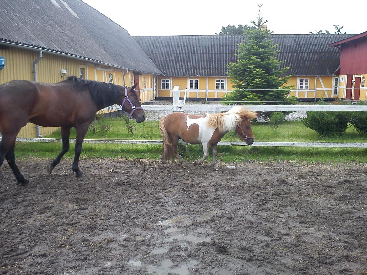 Shetlænder Bastian billede 13