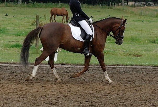 DSP Donnivi billede 12