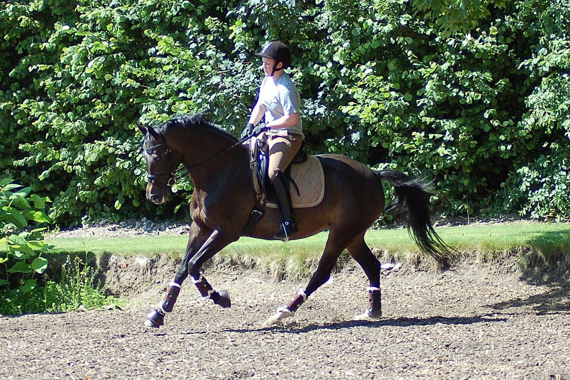 Trakehner Donaufee VI E - Fantastiske hest billede 5