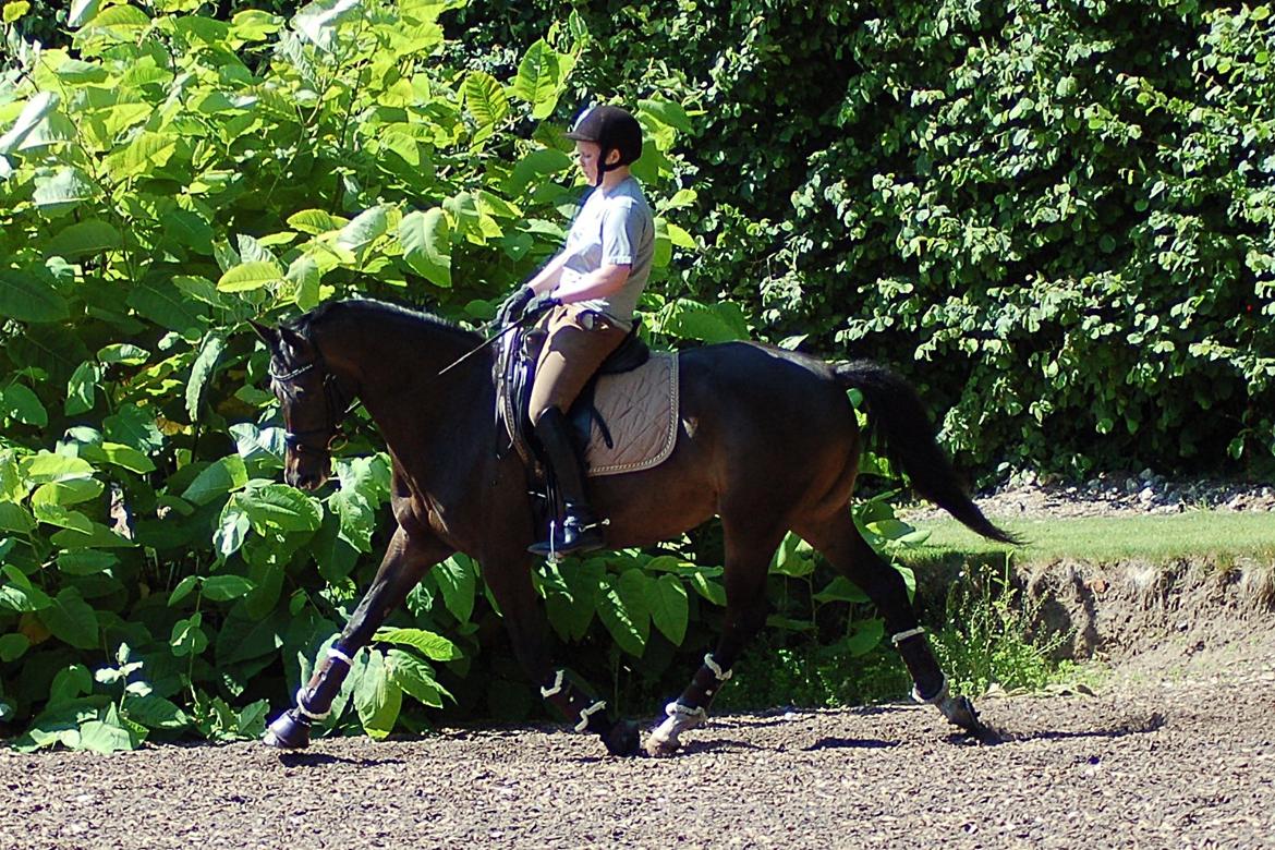 Trakehner Donaufee VI E billede 6