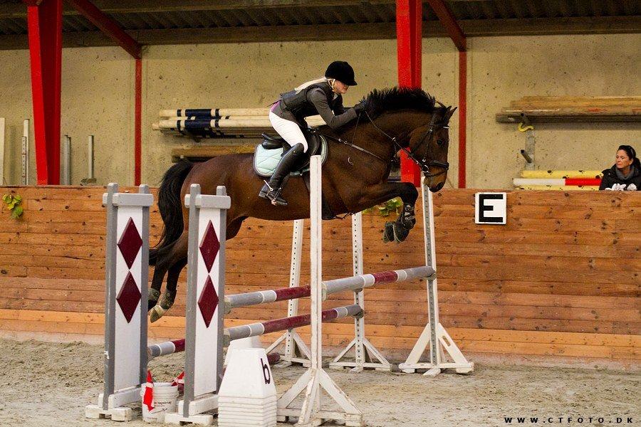 Dansk Varmblod TIRS TAXFREE - Faxe, LC.  billede 12