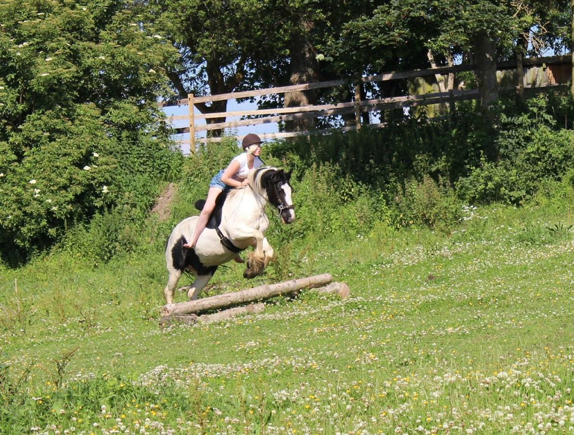 Irish Cob Django - Springer på hjemmelavet terrænbane :D Juli 2012 billede 12