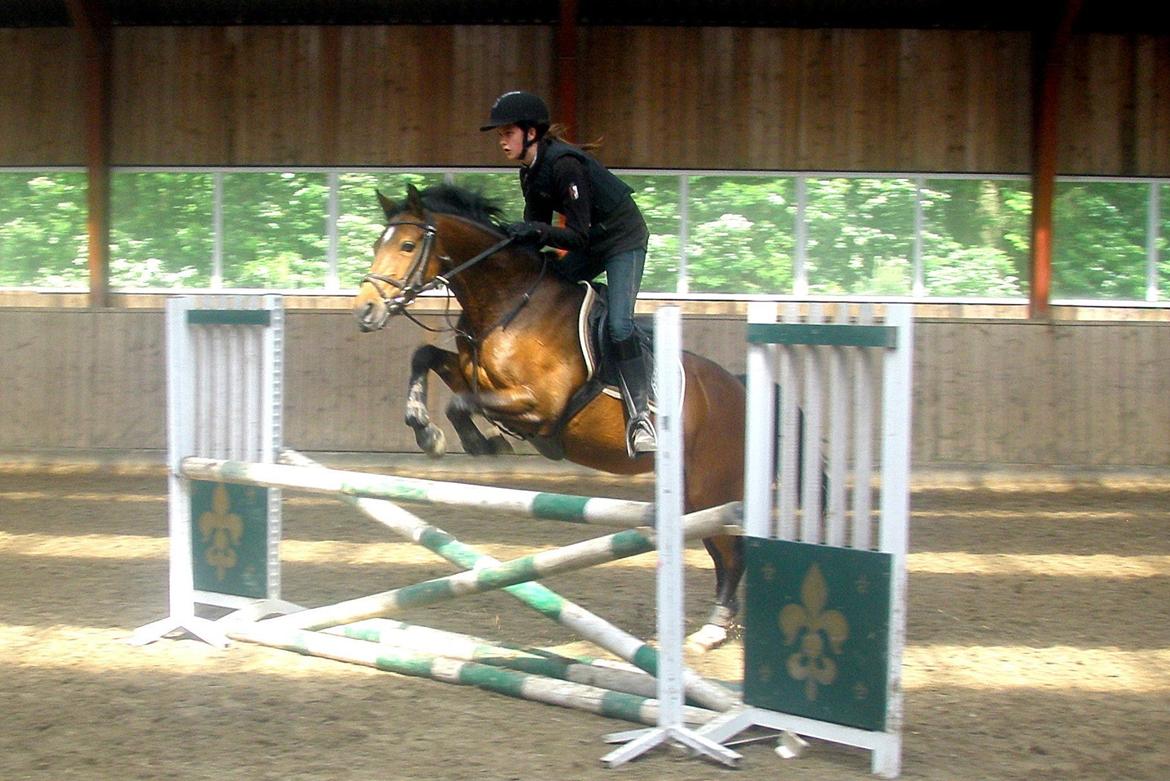 Welsh Partbred (Sec F) GROEZE'S JOSINA - Her ser i Josina og jeg, da jeg var oppe og prøve hende. Her over 1 meter (LA**) <3 billede 3
