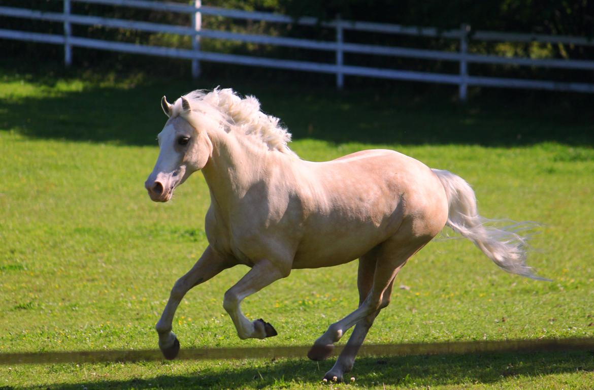 Welsh Pony af Cob-type (sec C) Rosengårdens Nakuma - 2# Verdens smukkeste pony - Nakuma :) D. 8/7-12. Foto: Mig billede 2
