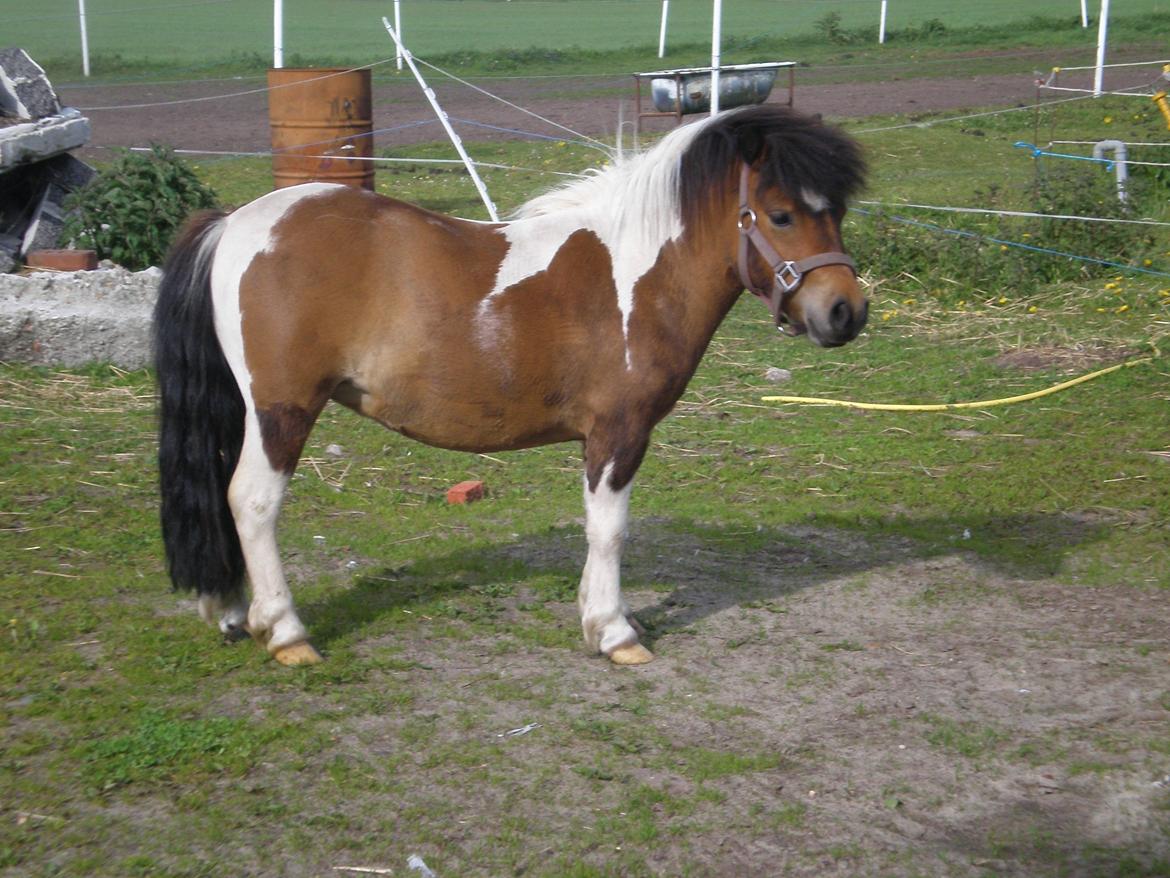 Shetlænder Søgård's Isabella billede 2