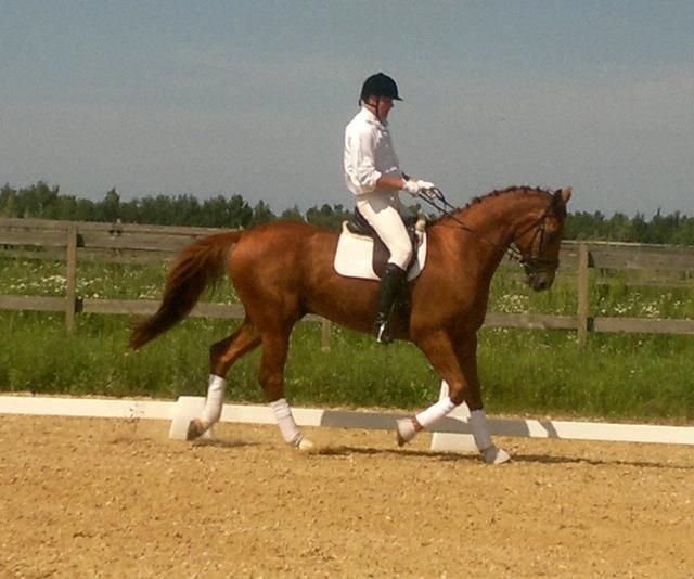 Anden særlig race **Champagne** billede 1