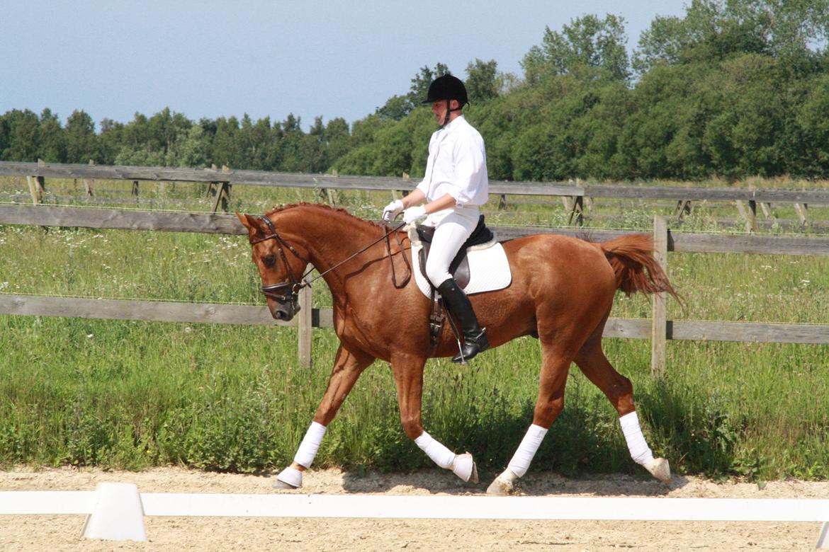 Anden særlig race **Champagne** billede 2