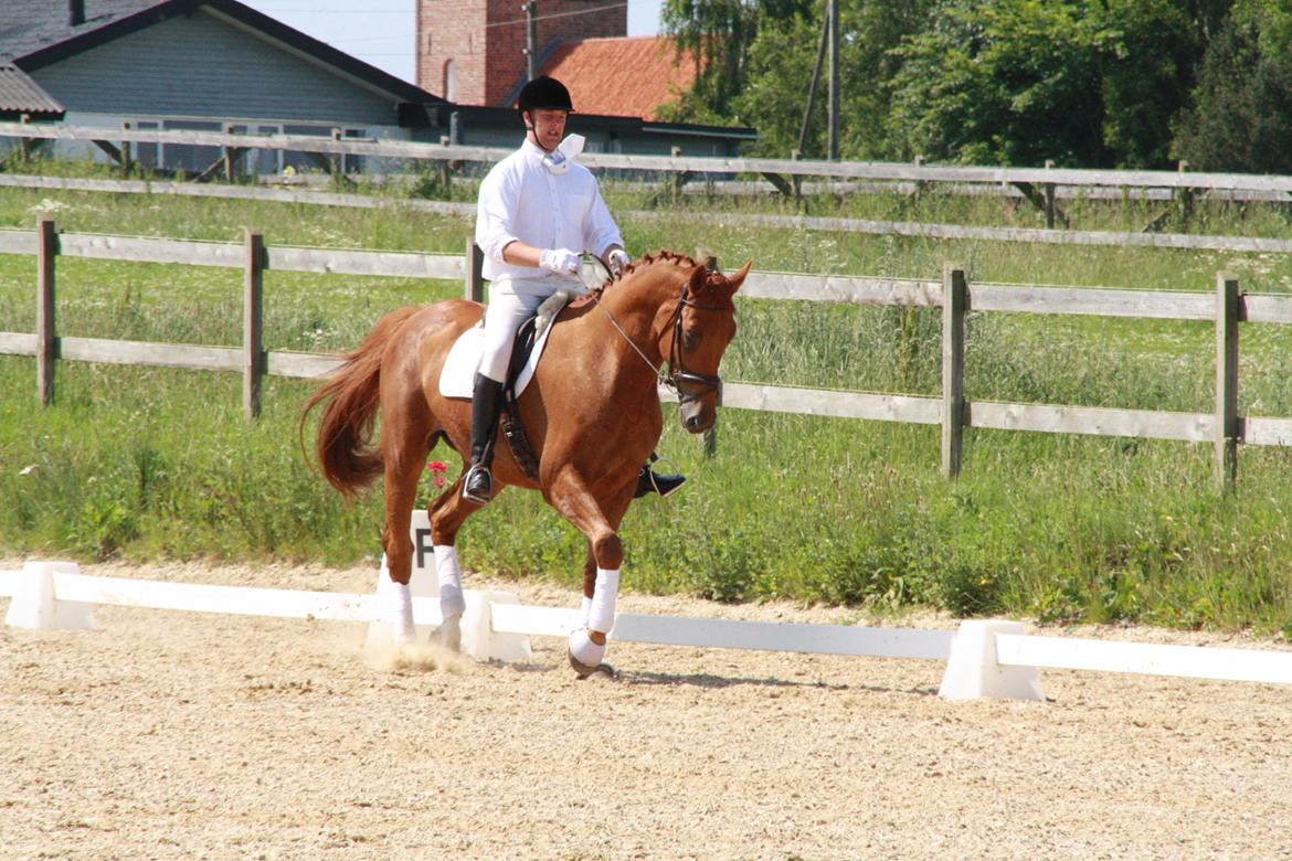 Anden særlig race **Champagne** billede 3