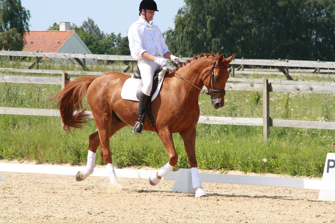 Anden særlig race **Champagne** billede 4