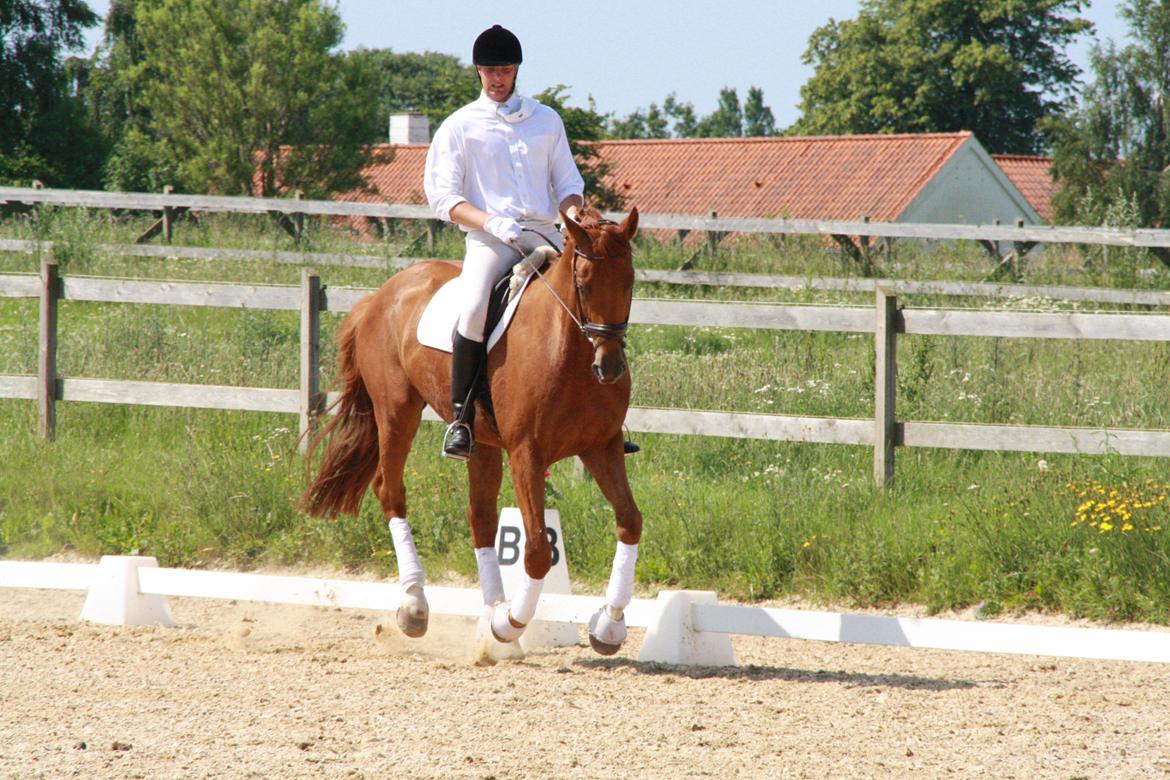 Anden særlig race **Champagne** billede 5