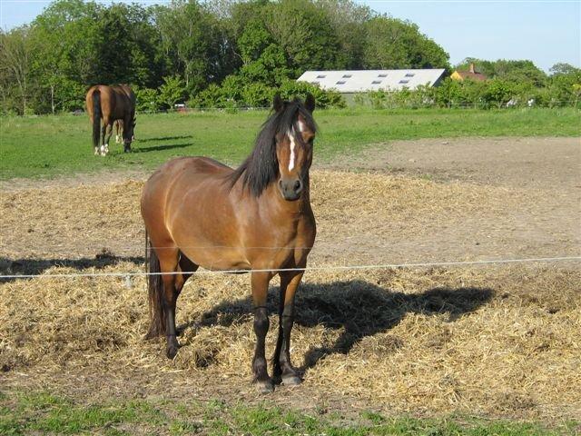 Welsh Mountain (sec A) Freja *Aflivet :'( I miss you* billede 14