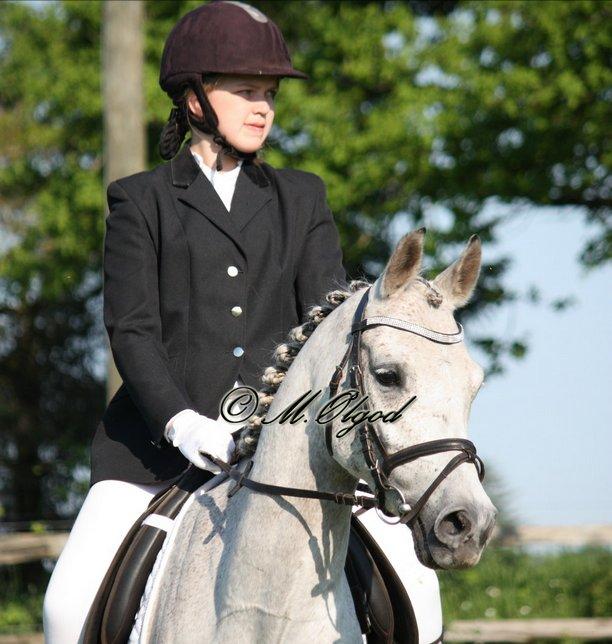 Arabisk fuldblod (OX) Diya Al Din - ♥ billede 1