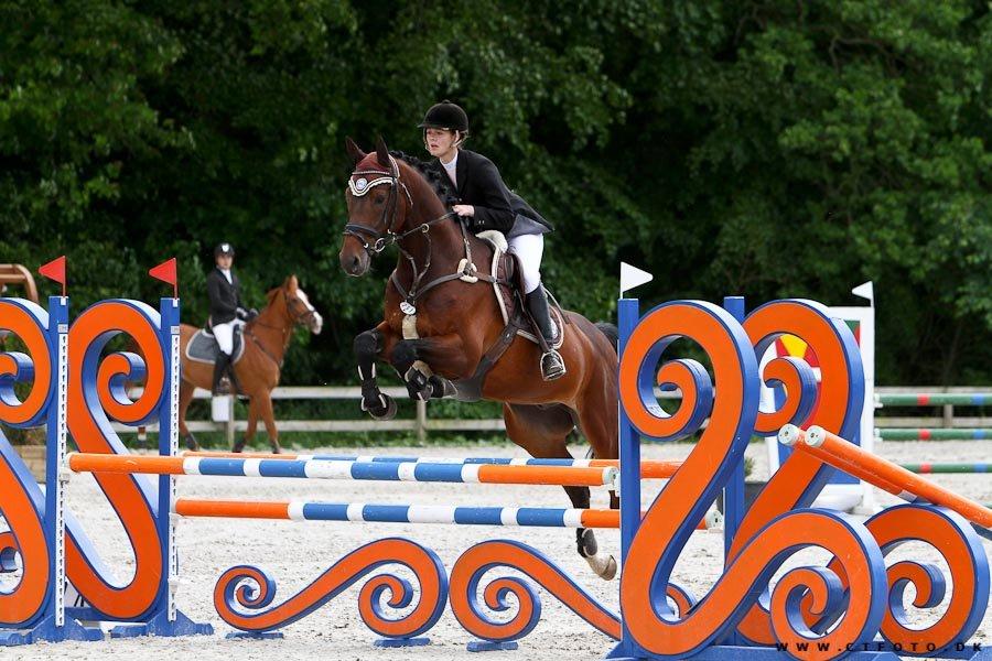 Dansk Varmblod Trekroners La' Cour - LB 0 fejl billede 9