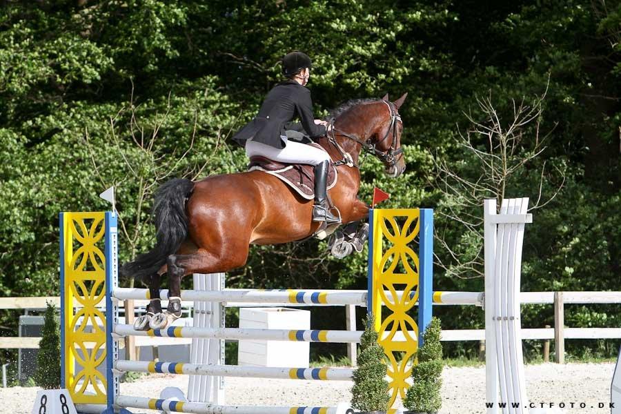 Dansk Varmblod Trekroners La' Cour - Baby i en LA til Riders Cup billede 19