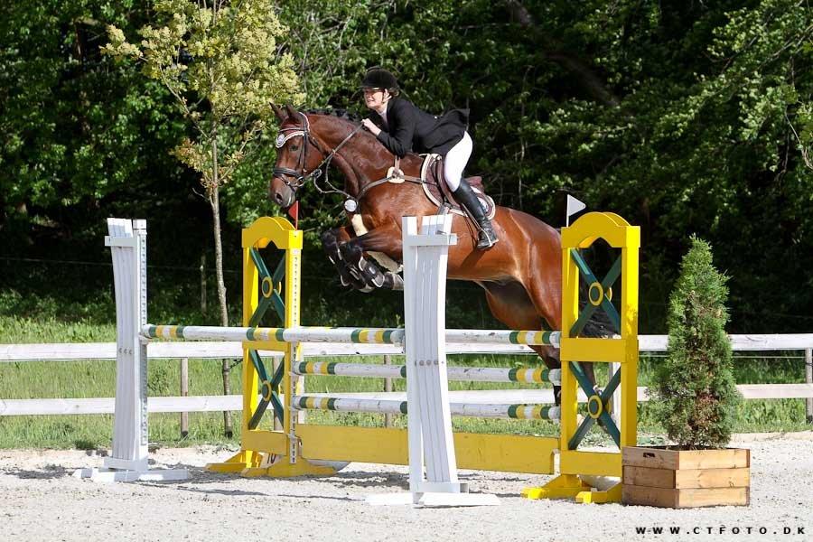 Dansk Varmblod Trekroners La' Cour - Baby i en LA til Riders Cup billede 20